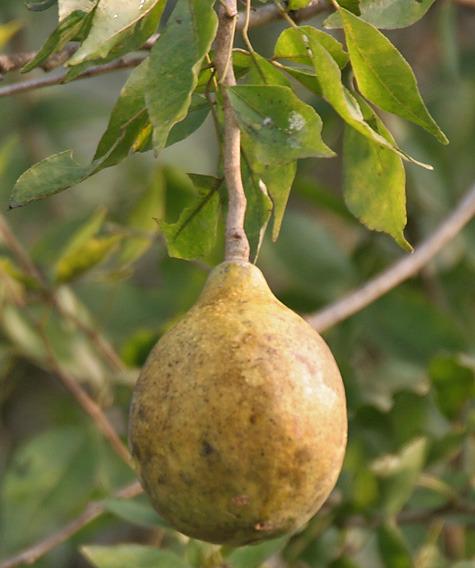 Photo of Bael Fruit (Aegle marmelos) uploaded by robertduval14