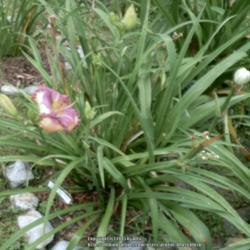 Location: My Garden- Vermont
Date: 2015-08-25
4 Rebloom Scapes with Buds and Seed Pod