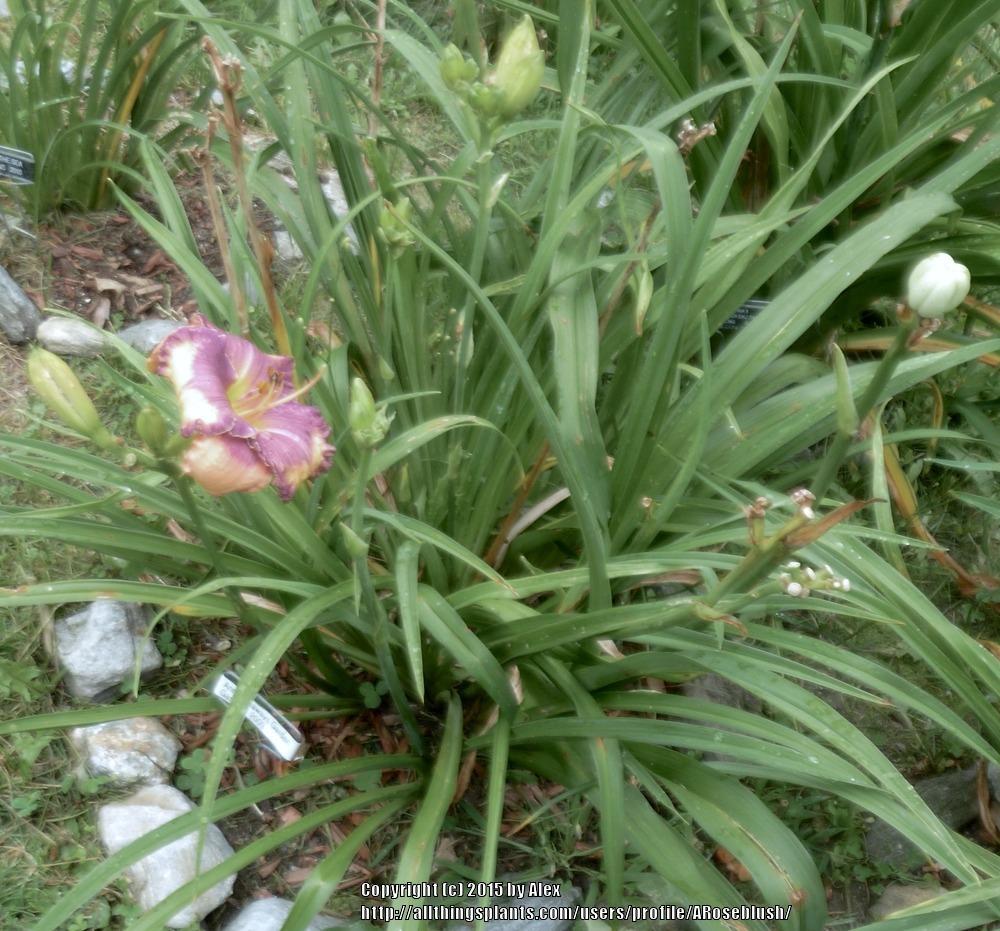 Photo of Daylily (Hemerocallis 'Ann Hathaway's Garden') uploaded by ARoseblush