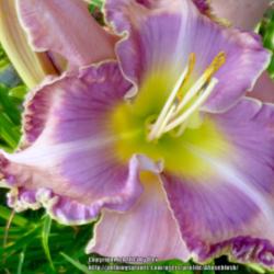 Location: My Garden- Vermont
Date: 2015-08-24
1st Bloom on Re-Bloom Scape - Aug.24th