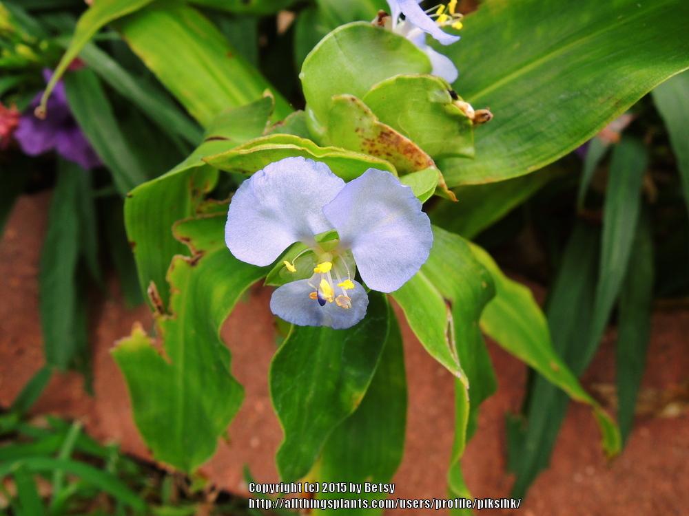 Photo of Virginia Day-Flower (Commelina virginica) uploaded by piksihk