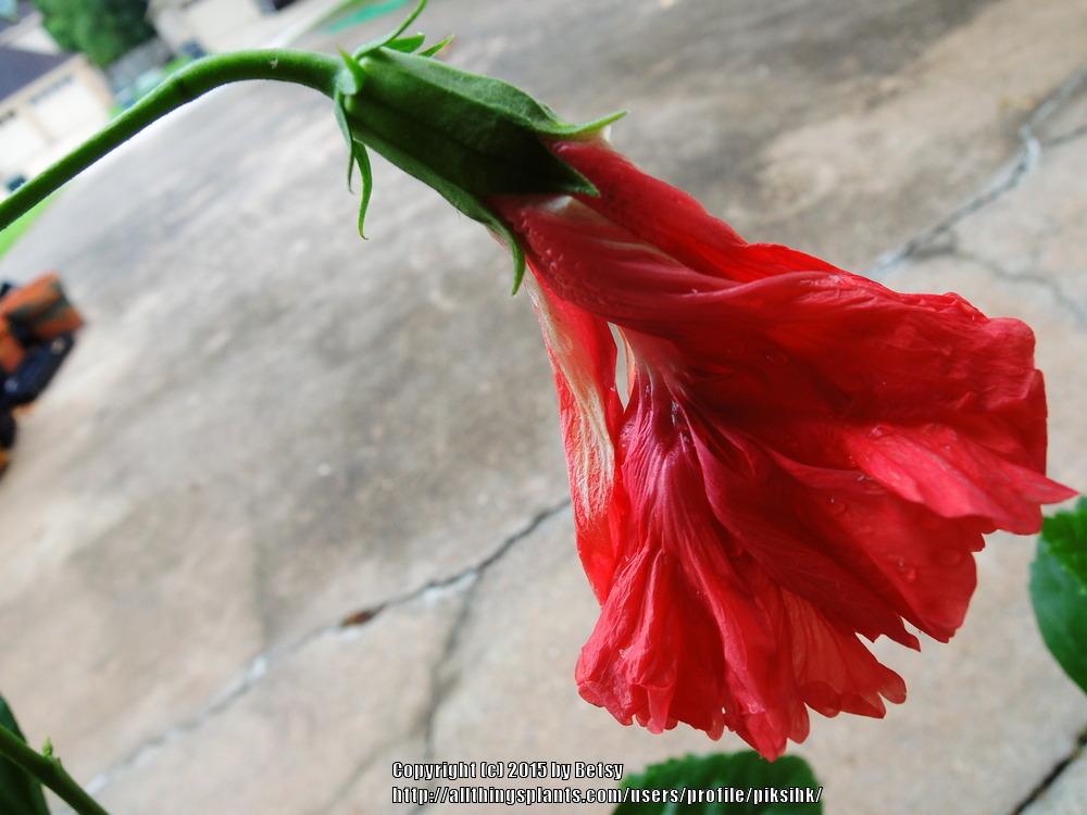 Photo of Tropical Hibiscus (Hibiscus rosa-sinensis 'El Capitolio Bloody Mary') uploaded by piksihk