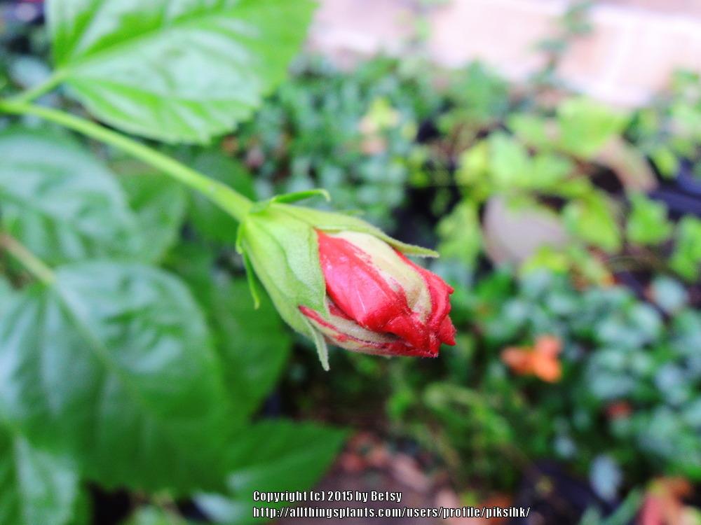 Photo of Tropical Hibiscus (Hibiscus rosa-sinensis 'El Capitolio Bloody Mary') uploaded by piksihk