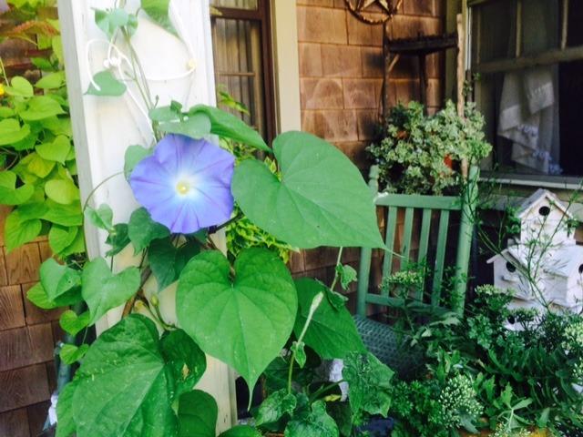 Photo of Morning Glories (Ipomoea) uploaded by Catmint20906