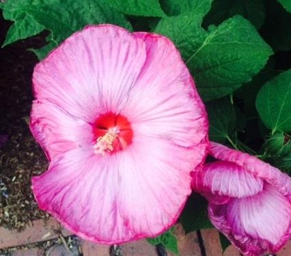 Photo of Hardy Hibiscus (Hibiscus moscheutos) uploaded by Catmint20906