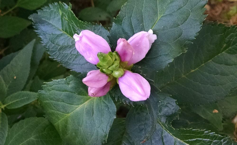 Photo of Pink Turtlehead (Chelone lyonii 'Hot Lips') uploaded by Catmint20906