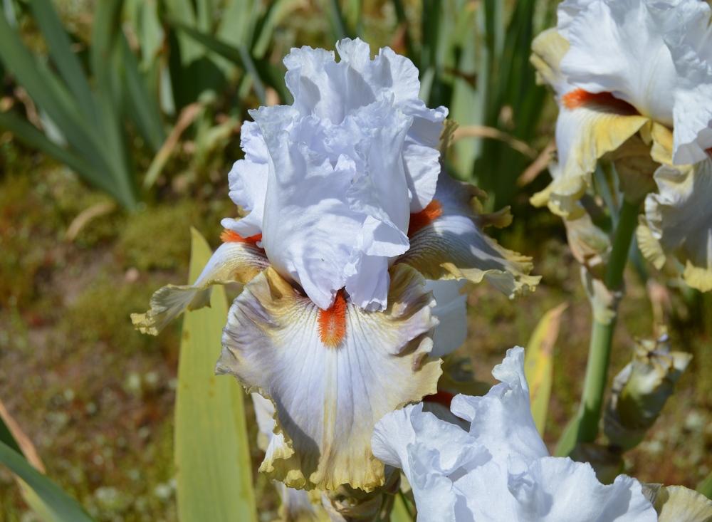 Photo of Tall Bearded Iris (Iris 'Snaparazzi') uploaded by KentPfeiffer