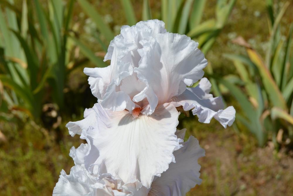 Photo of Tall Bearded Iris (Iris 'Silky Moment') uploaded by KentPfeiffer
