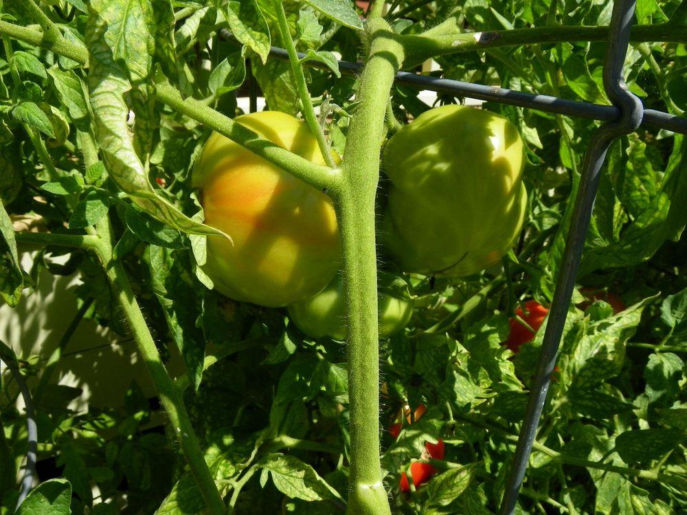 Photo of Tomato (Solanum lycopersicum 'Beefsteak') uploaded by Newyorkrita