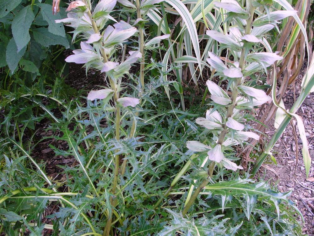 Photo of Mountain Thistle (Acanthus montanus) uploaded by keithp2012