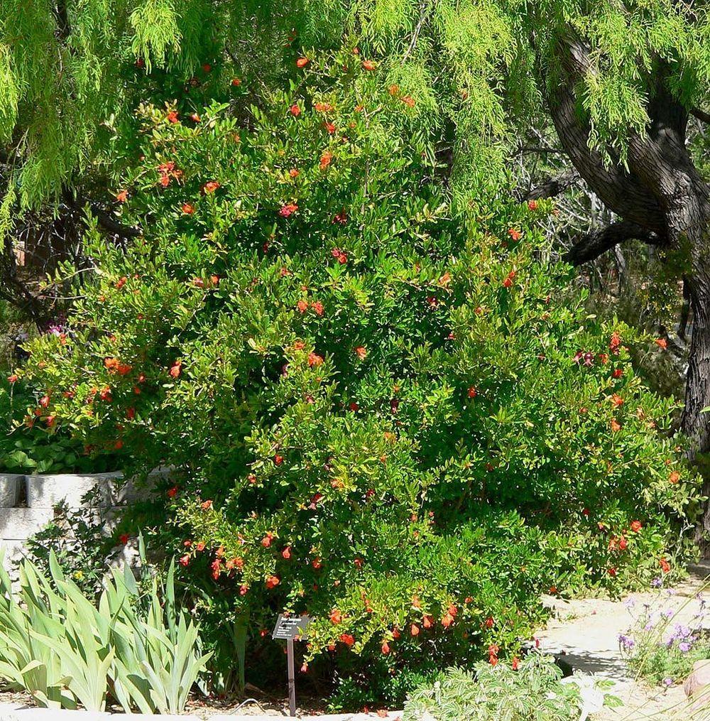 Photo of Dwarf Pomegranate (Punica granatum 'Nana') uploaded by robertduval14