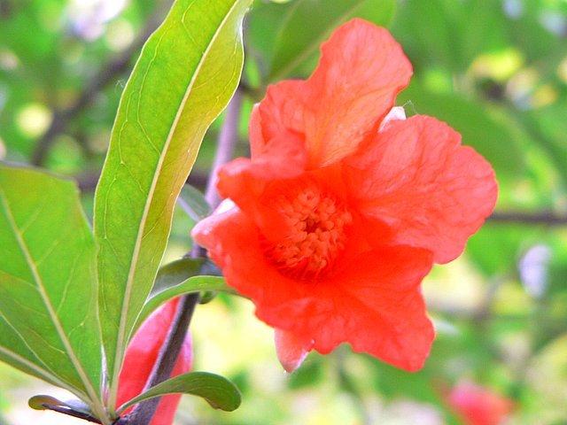 Photo of Dwarf Pomegranate (Punica granatum 'Nana') uploaded by robertduval14