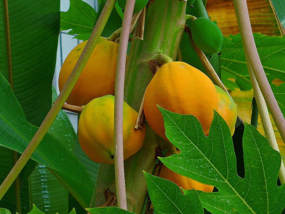 Photo of Papaya (Carica papaya) uploaded by robertduval14