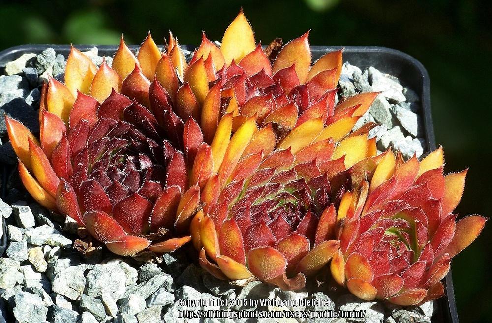 Photo of Hen and Chicks (Sempervivum 'Gabrielle') uploaded by turini