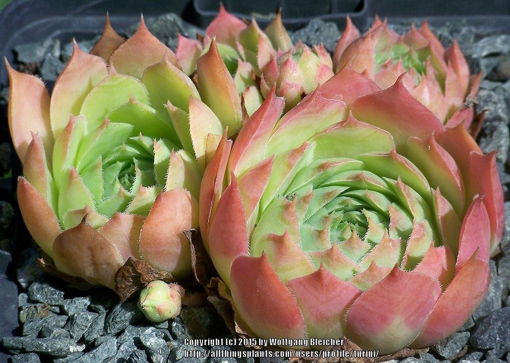 Photo of Hen and Chicks (Sempervivum 'Persephone') uploaded by turini