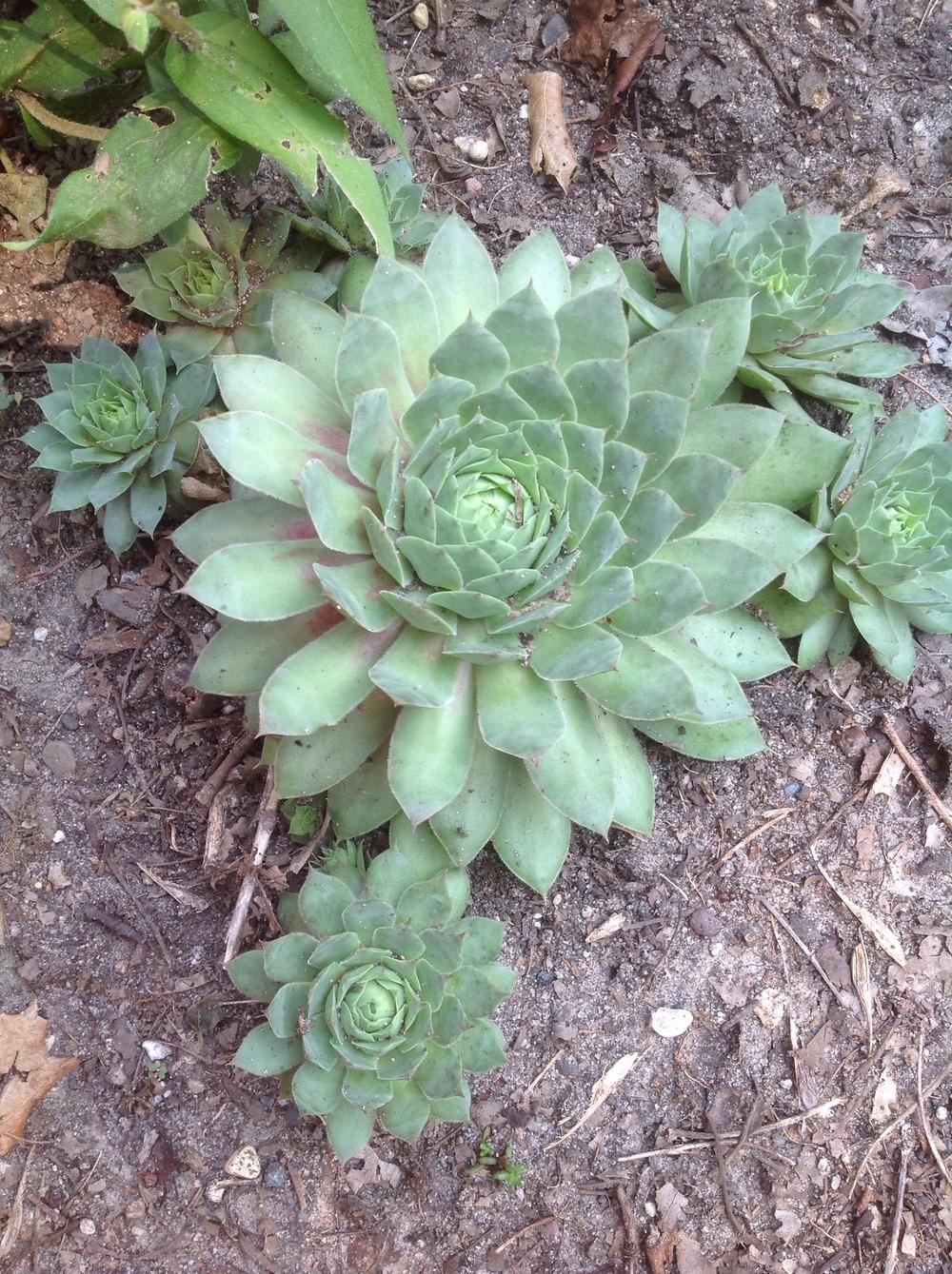 Photo of Hen and Chicks (Sempervivum 'Ruby Heart') uploaded by Cookies4kids