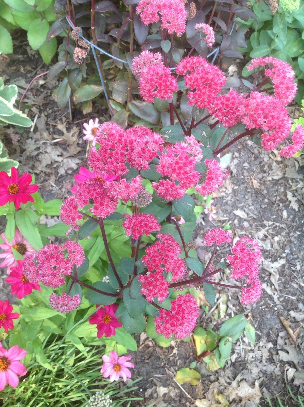 Photo of Sedum (Hylotelephium Party Hardy™  Birthday Party) uploaded by Cookies4kids