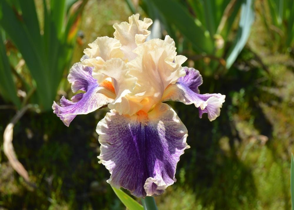 Photo of Tall Bearded Iris (Iris 'Spendthrift') uploaded by KentPfeiffer