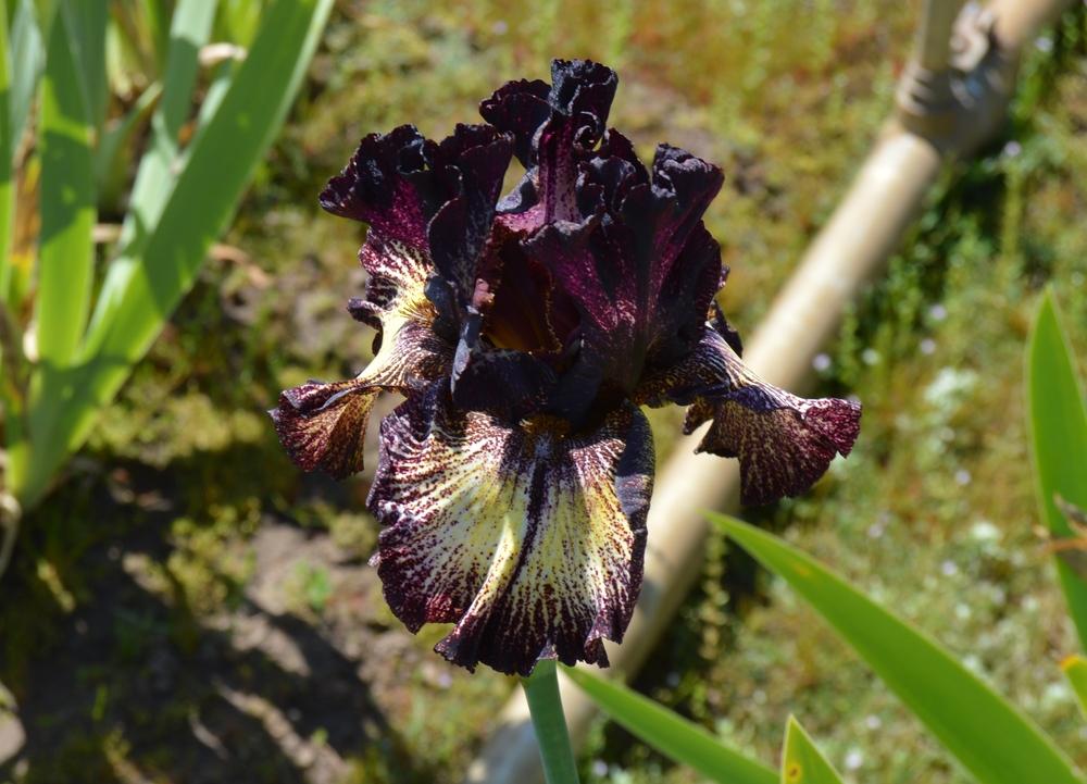 Photo of Tall Bearded Iris (Iris 'Sorbonne') uploaded by KentPfeiffer