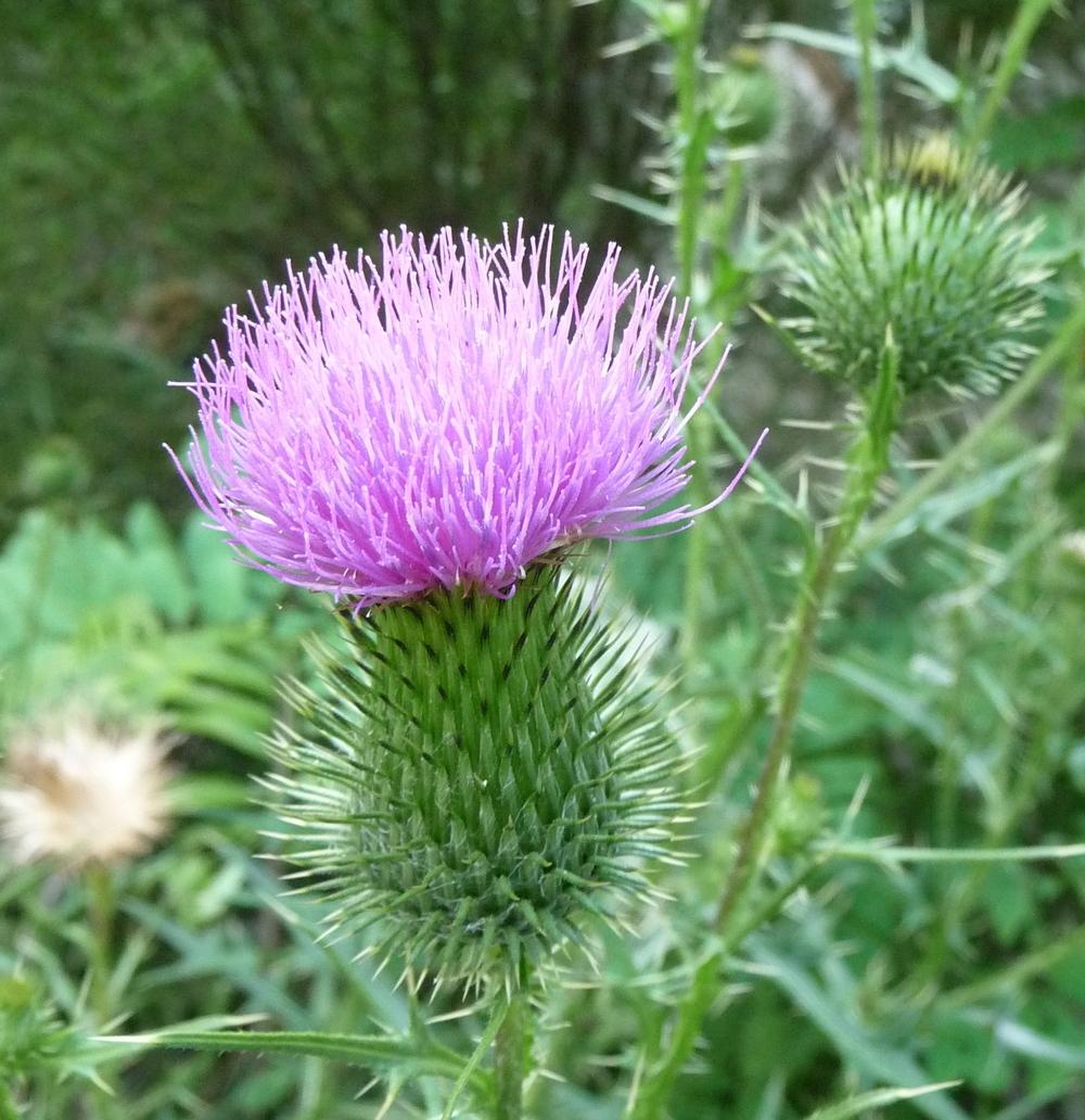 Photo of Thistle (Cirsium) uploaded by gardengus