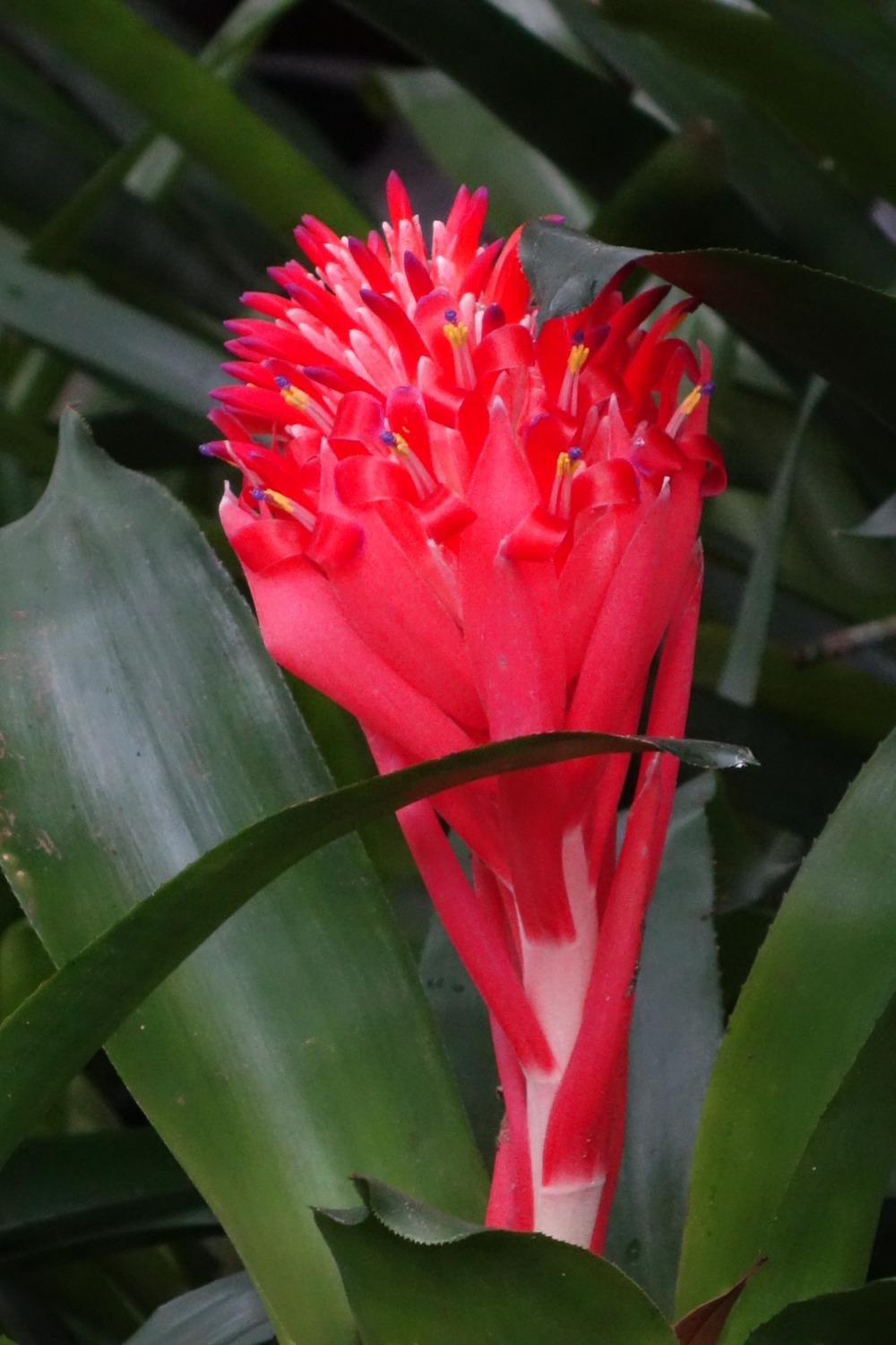 Photo of Flaming Torch (Billbergia pyramidalis) uploaded by mellielong