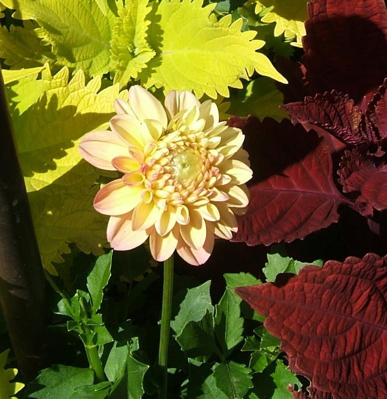 Photo of Dahlia 'French Doll' uploaded by pirl
