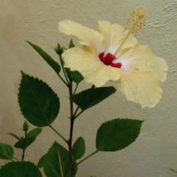 Location: Colima, Colima Mexico (Zone 11)
Date: 2015-08-23
Tropical Hibiscus rosa-sinensis bloom