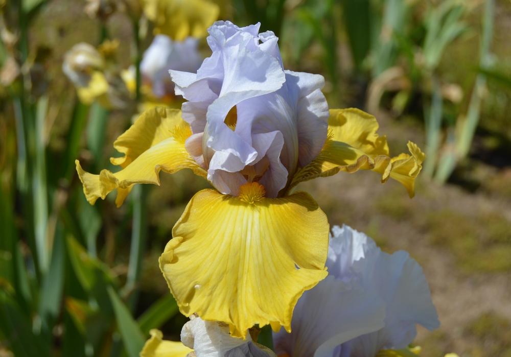 Photo of Tall Bearded Iris (Iris 'Stay Stylish') uploaded by KentPfeiffer