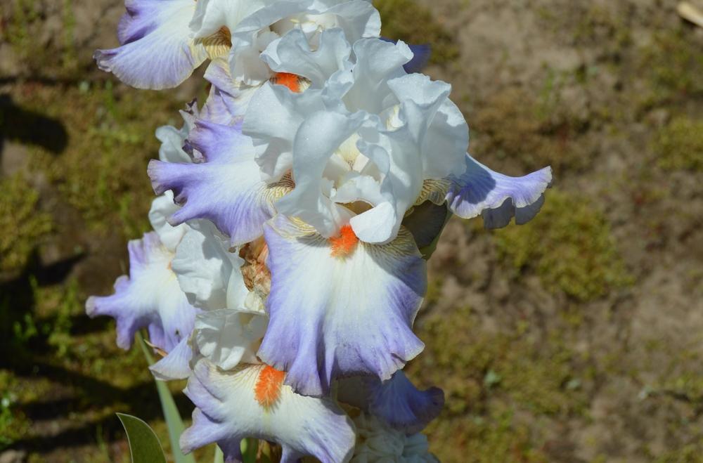 Photo of Tall Bearded Iris (Iris 'Stylish Edge') uploaded by KentPfeiffer