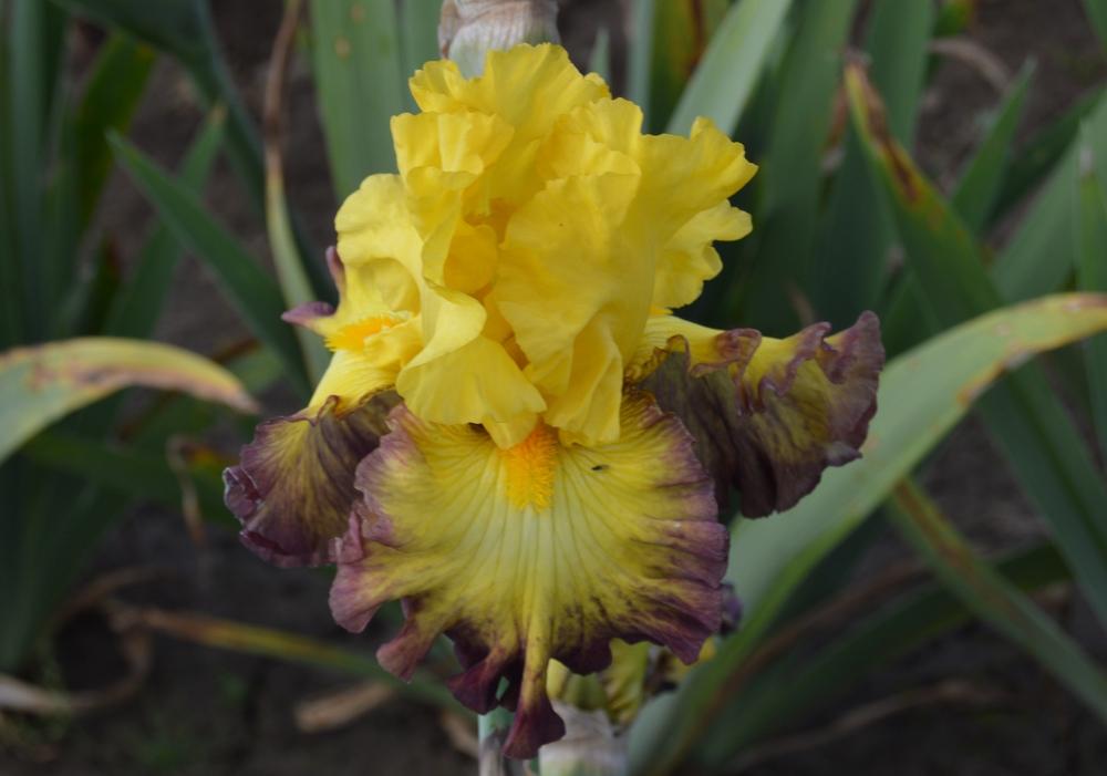 Photo of Tall Bearded Iris (Iris 'Summer Shadow') uploaded by KentPfeiffer