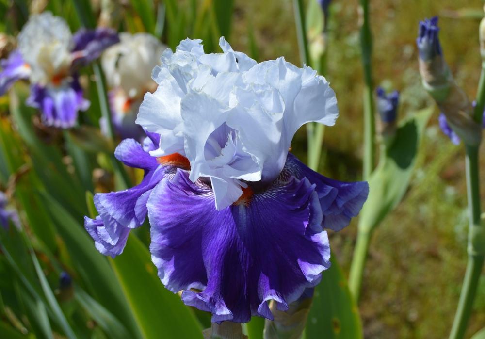 Photo of Tall Bearded Iris (Iris 'Street Sensation') uploaded by KentPfeiffer