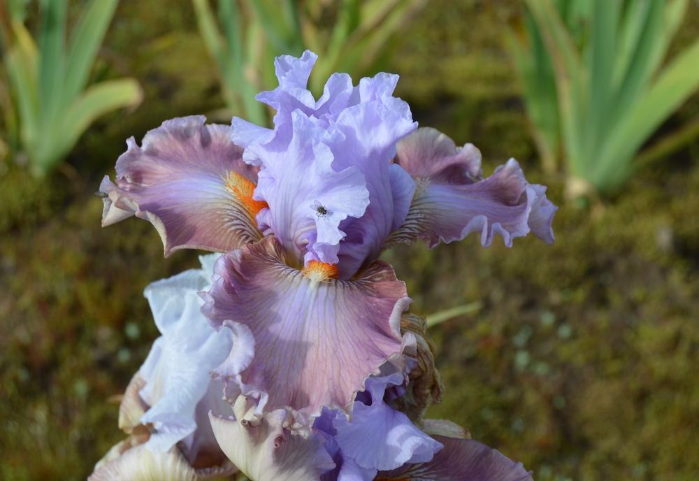 Photo of Tall Bearded Iris (Iris 'Sudden Bliss') uploaded by KentPfeiffer
