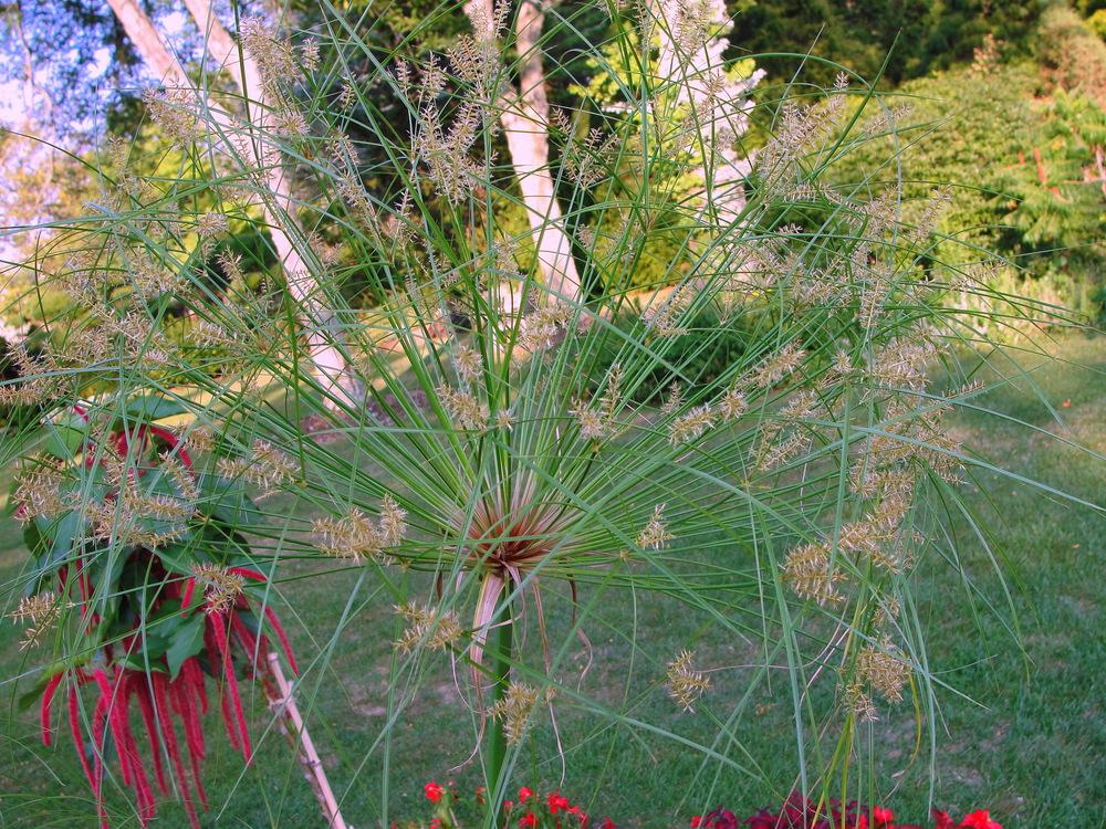 Photo of Papyrus (Cyperus papyrus Graceful Grasses® King Tut®) uploaded by keithp2012