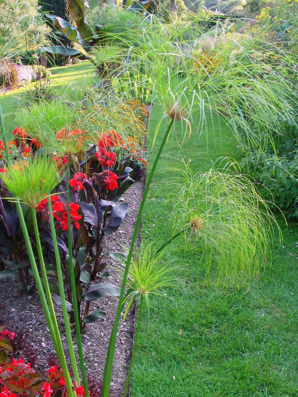 Photo of Papyrus (Cyperus papyrus Graceful Grasses® King Tut®) uploaded by keithp2012