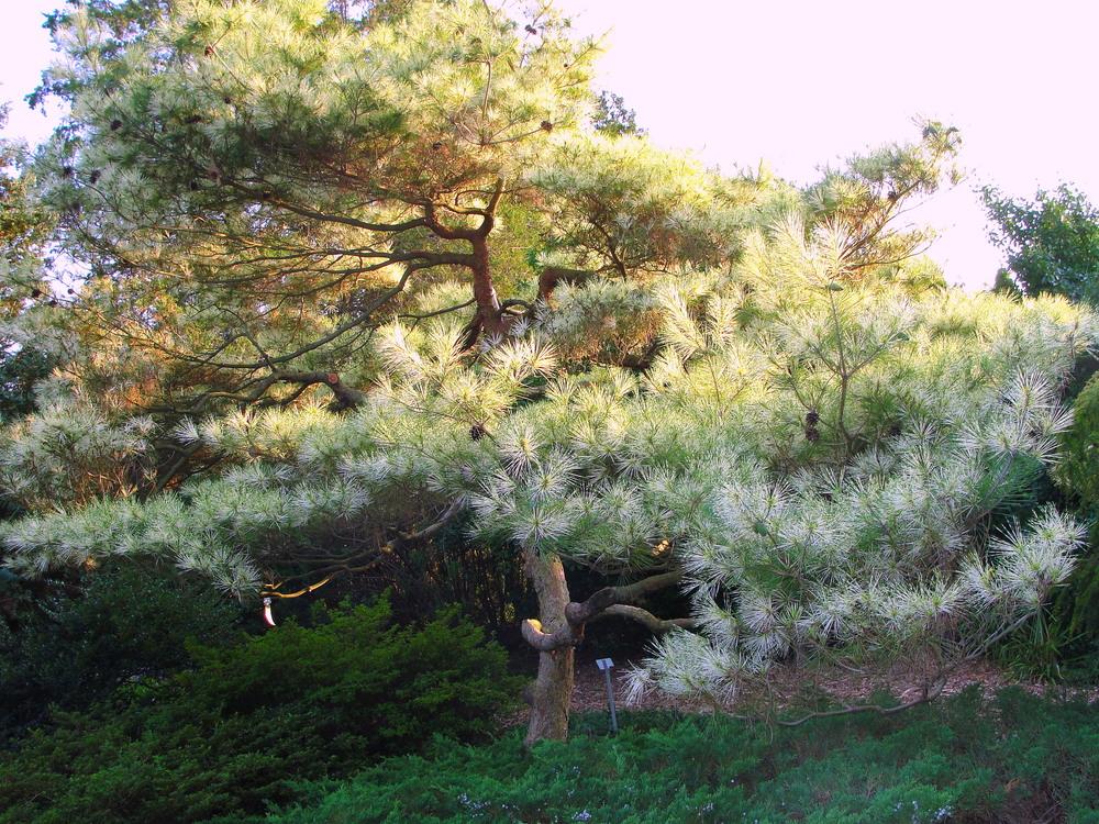 Photo of Korean Pine (Pinus densiflora 'Oculus-draconis') uploaded by keithp2012