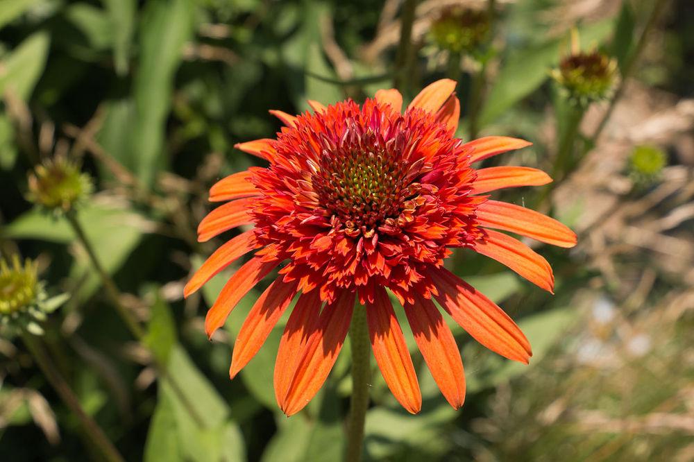 Photo of Coneflower (Echinacea 'Coral Reef') uploaded by robertduval14