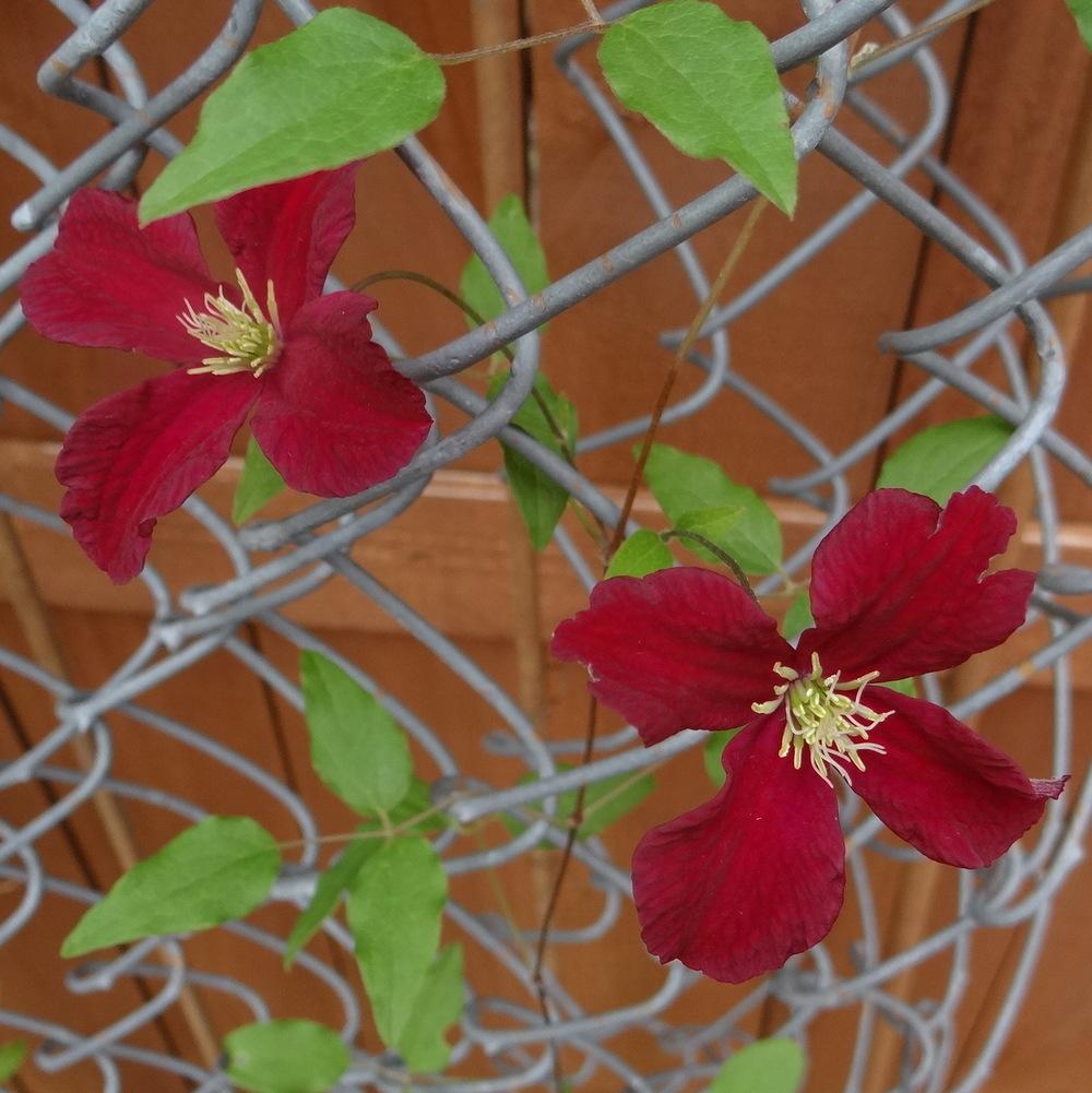 Photo of Clematis Burning Love™ uploaded by stilldew