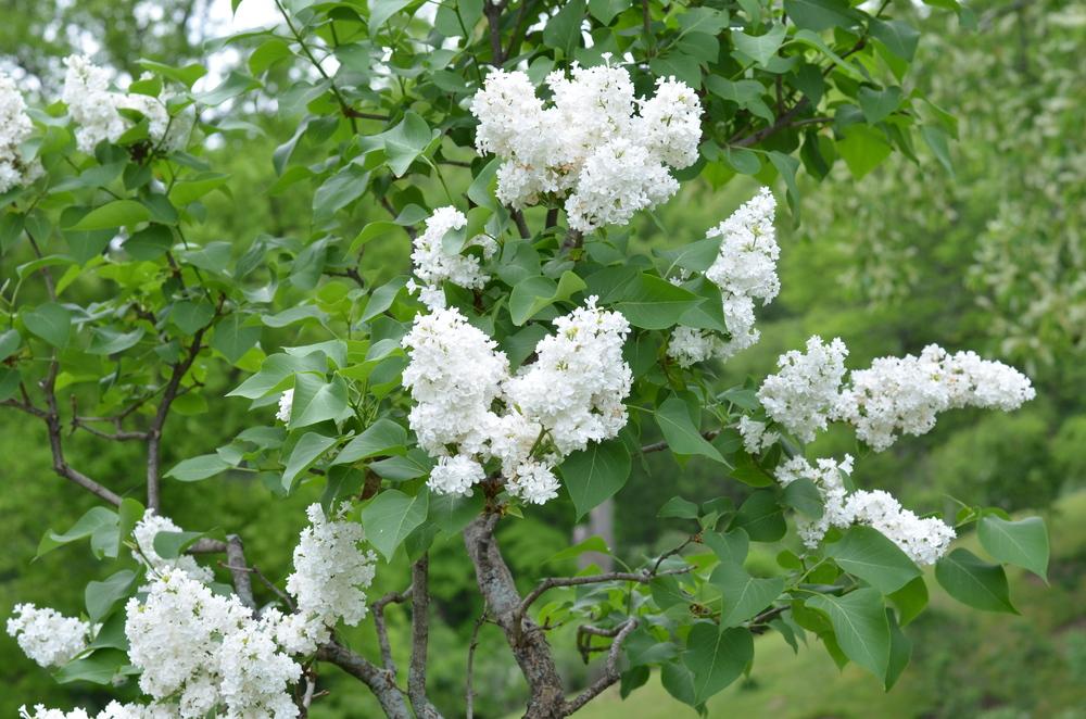 Photo of Common Lilac (Syringa vulgaris 'Mme. Catherine Bruchet') uploaded by Anne
