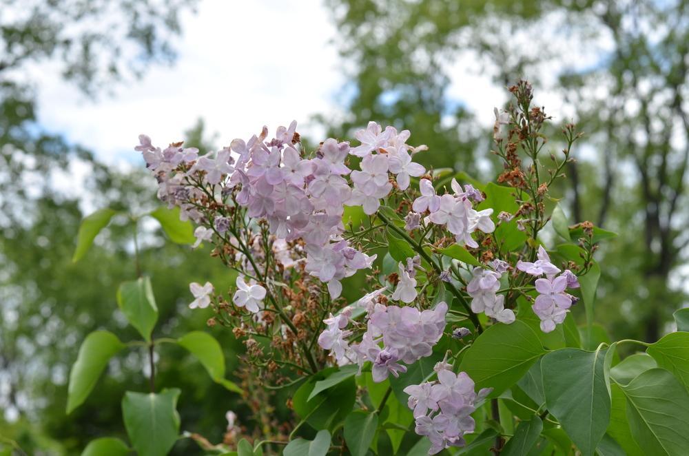 Photo of Common Lilac (Syringa vulgaris 'Margaret Fenicchia') uploaded by Anne
