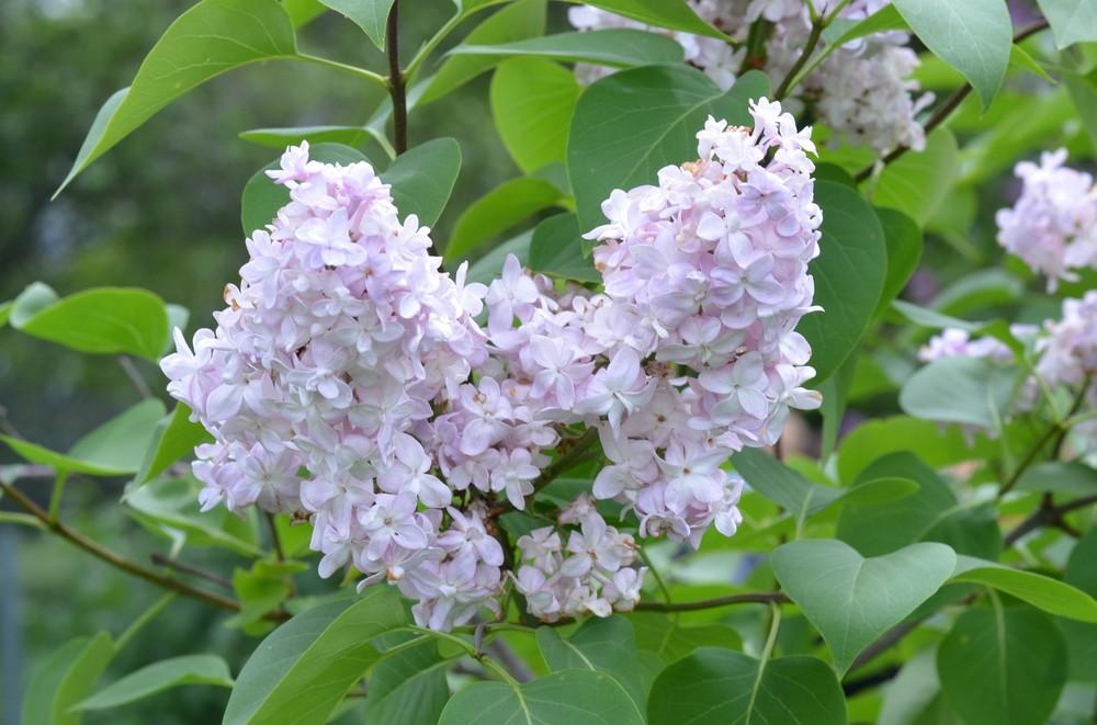 Photo of Lilac (Syringa vulgaris 'Belle de Nancy') uploaded by Anne