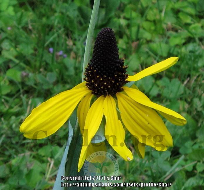 Photo of Large Coneflower (Rudbeckia maxima) uploaded by Char