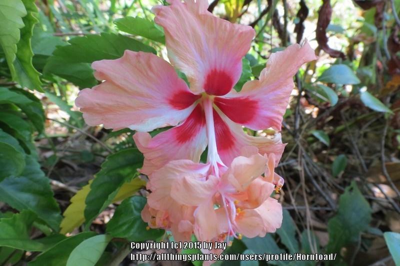 Photo of Tropical Hibiscus (Hibiscus rosa-sinensis 'El Capitolio') uploaded by Horntoad