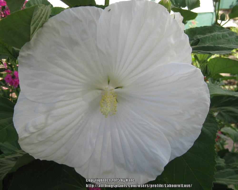 Photo of Hardy Hibiscus (Hibiscus moscheutos) uploaded by LabourofLove
