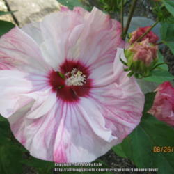 Location: Labour of Love Landscaping & Nursery, Glover, Vermont
Date: 2014-08-26 
Hibiscus moscheutos 'Cherry Cheesecake'