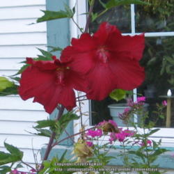 Location: Labour of Love Landscaping & Nursery, Glover, Vermont
Date: 2015-08-29 
Hibiscus moscheutos 'Lord Baltimore'