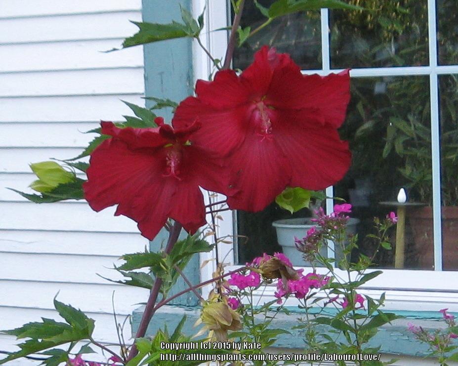 Photo of Hybrid Hardy Hibiscus (Hibiscus 'Lord Baltimore') uploaded by LabourofLove