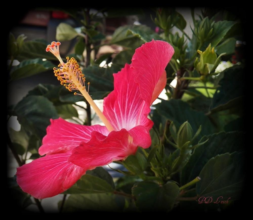 Photo of Hibiscus uploaded by MissyPenny