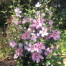 Location: 382 River Road, Pequea, PA 17565
Date: August 24, 2015
Hibiscus syriacus with five-inch pink flowers