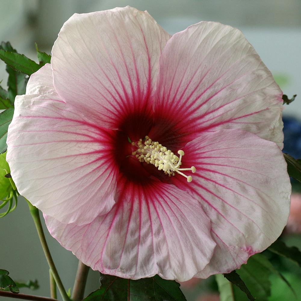 Photo of Hybrid Hardy Hibiscus (Hibiscus 'Kopper King') uploaded by dirtdorphins