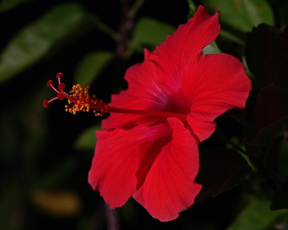 Photo of Tropical Hibiscuses (Hibiscus rosa-sinensis) uploaded by evermorelawnless